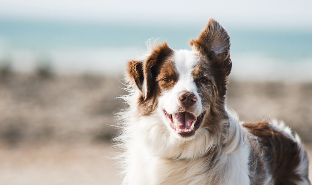 Quando o cão morde o dono: contexto, segurança e avaliação