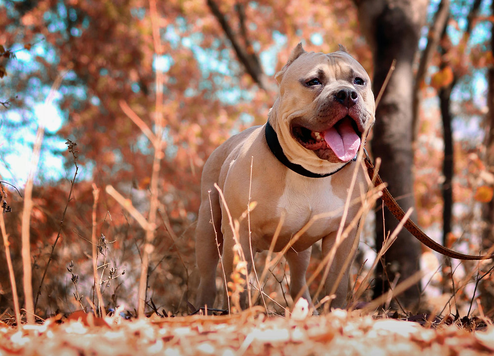 Cachorro dominante existe? Entenda a hierarquia funcional