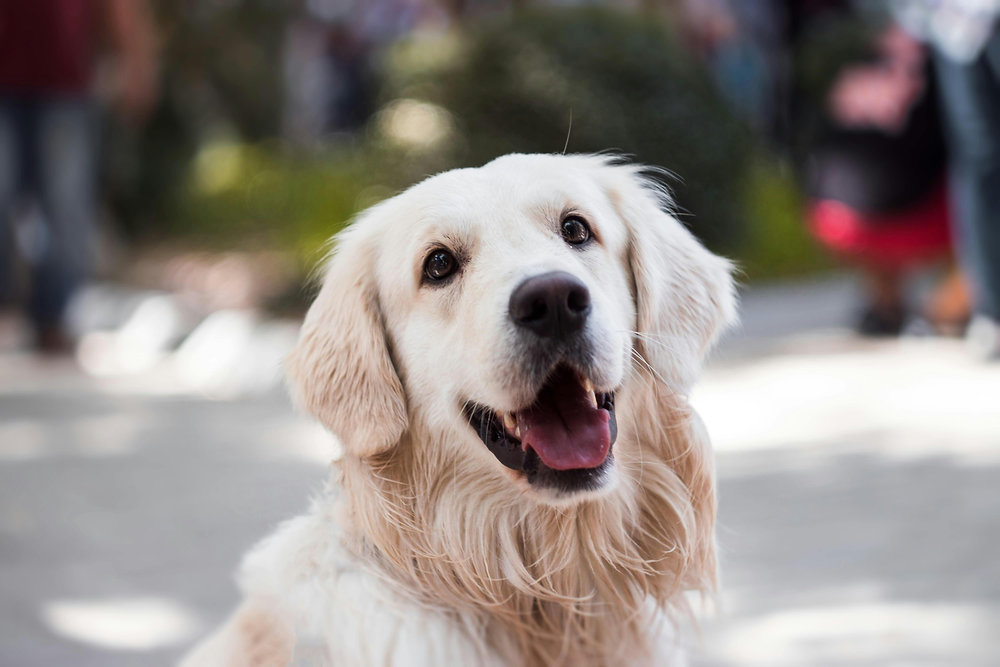 Cão reativo na guia: o que observar antes de agir
