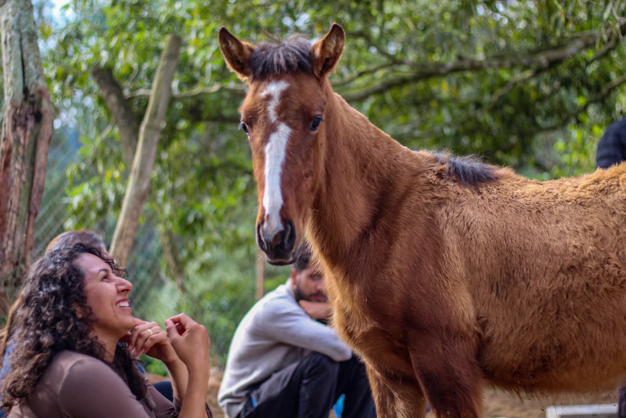 Experiências com cavalos