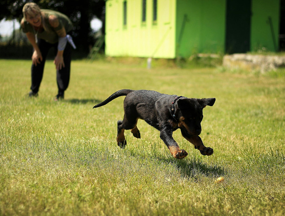 Como ensinar o cachorro a fazer xixi e cocô no lugar certo