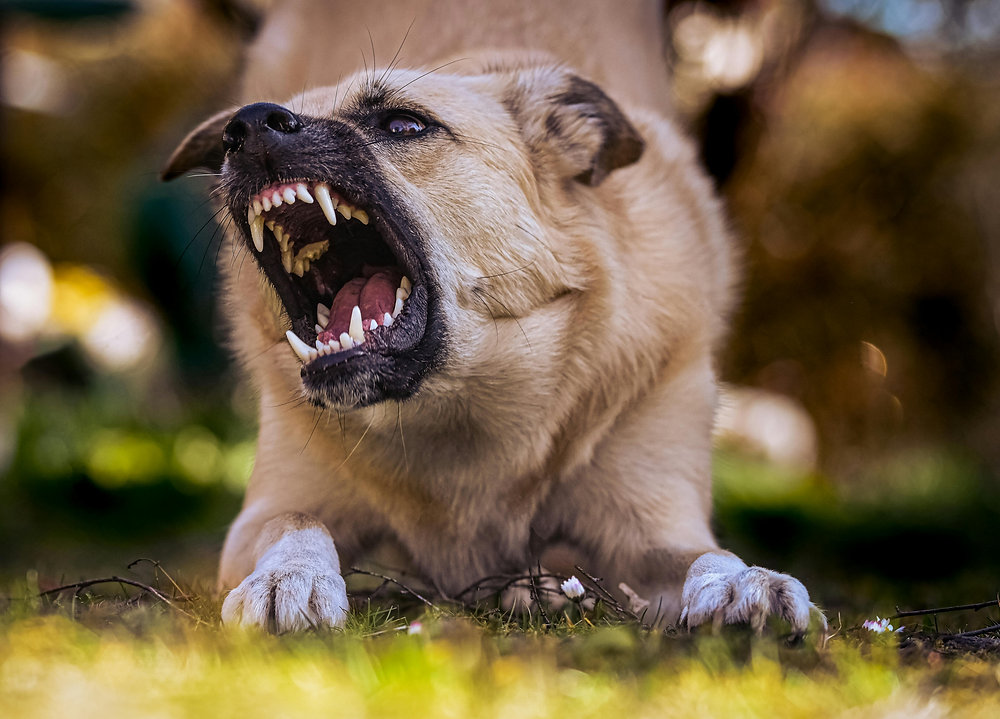 Agressividade canina: leitura e manejo pelo Método MACAN