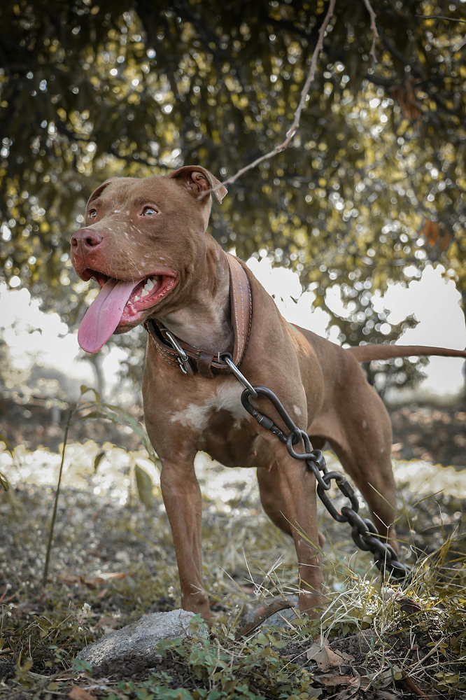 Pitbull: manejo, liderança e responsabilidade do dono