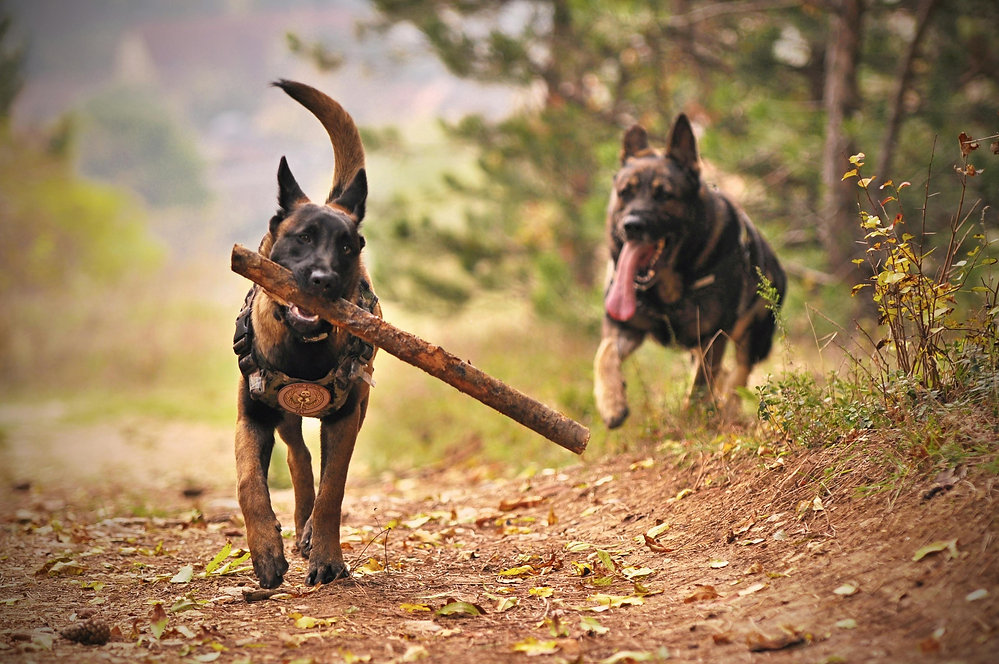 Cão reativo: como identificar os sinais e buscar orientação