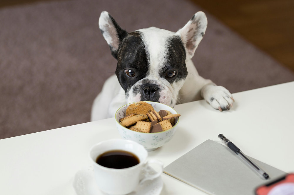 Como escolher um bom adestrador de cães: o que observar antes de contratar