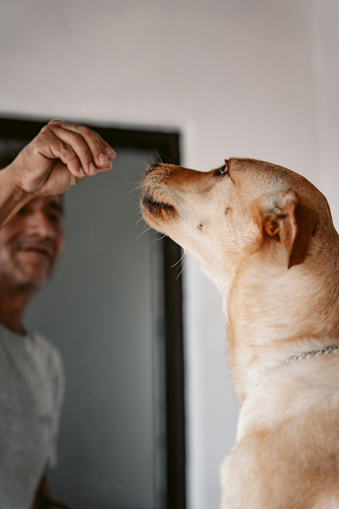 Quando a mudança do cão também depende da participação da família