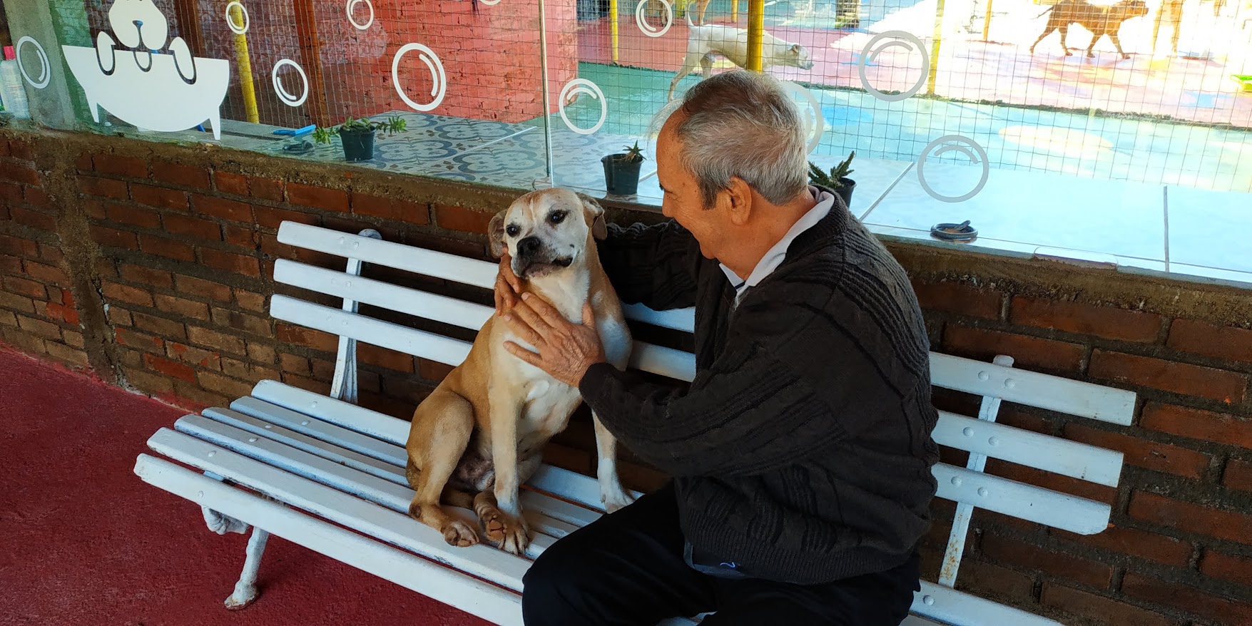 Asilo para Cães